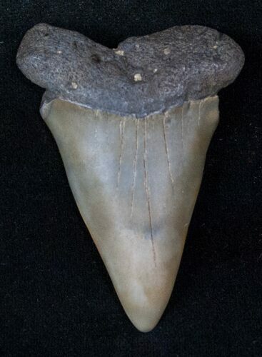 Fossil Mako Shark Tooth - SC #13067